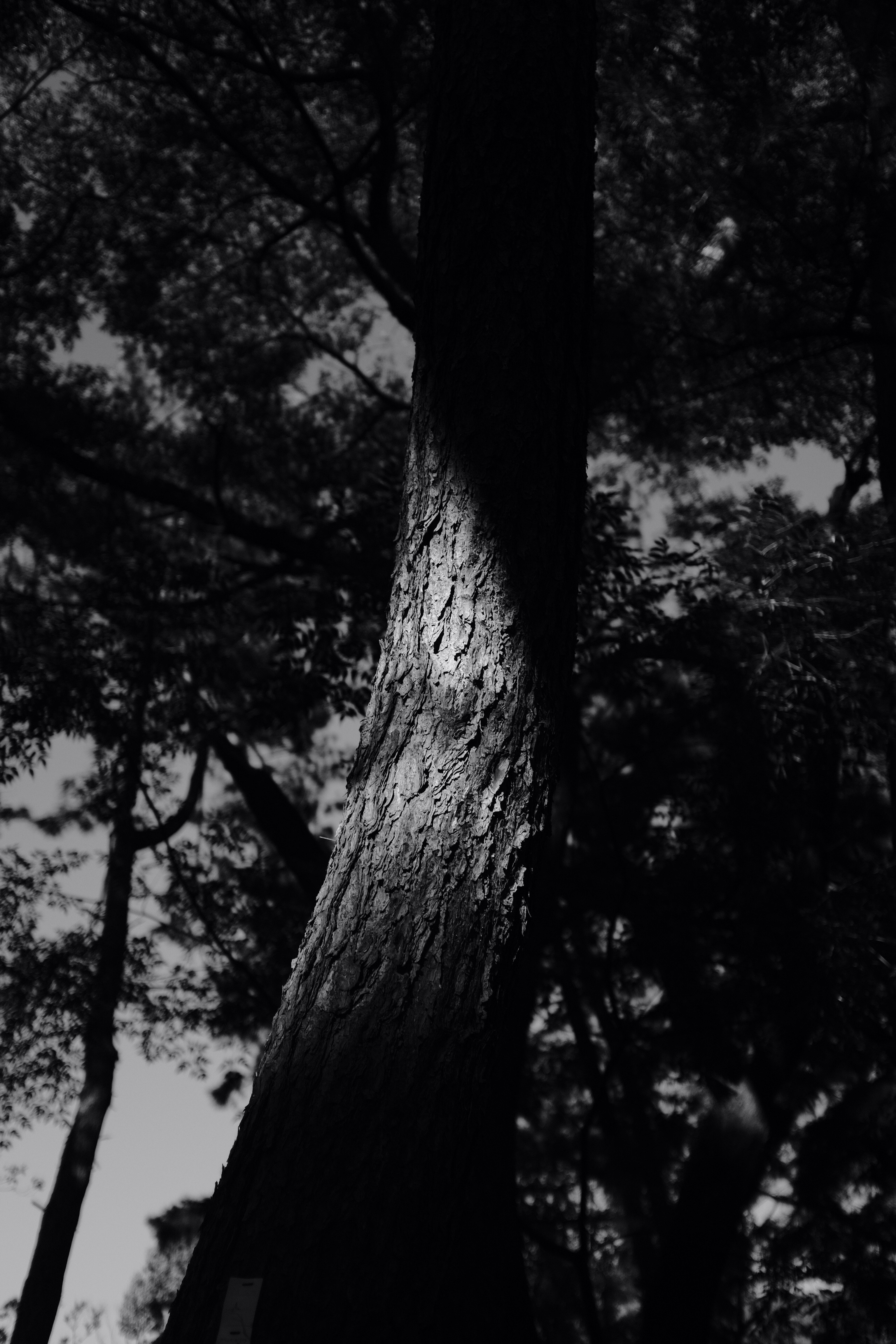 grayscale photo of tree trunk